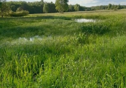 działka na sprzedaż - Narewka, Eliaszuki, Porosłe